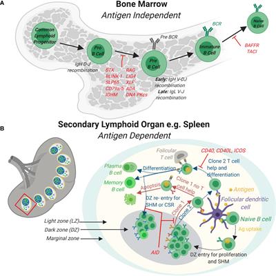 Higher Incidence of B Cell Malignancies in Primary Immunodeficiencies: A Combination of Intrinsic Genomic Instability and Exocytosis Defects at the Immunological Synapse